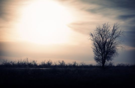 Silhouette of the single tree in the field. Natural light and shadows
