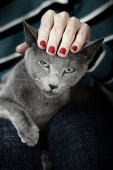 Portrait of the angry cat with human hand on the head