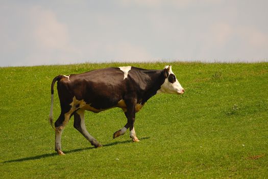 Cow grazing on a green field