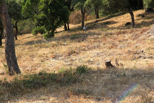 A dry meadow with dead plants.