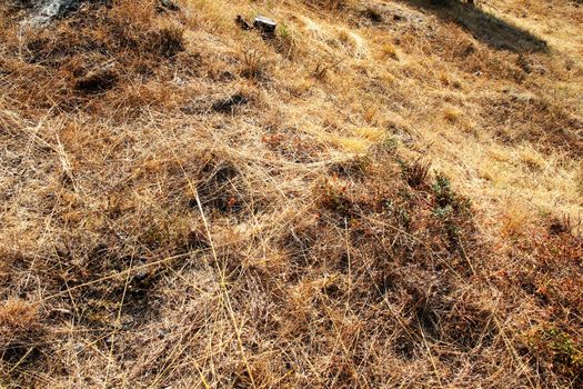 A dry meadow with dead plants.