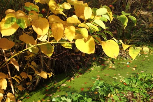 Autumn yellow leaves on a branch over a marsh