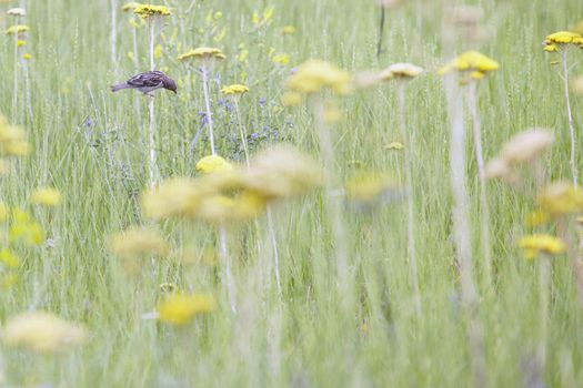 Small sparrow in the field sits on the flower