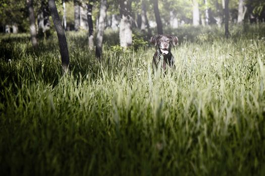 German short haired pointer in grass