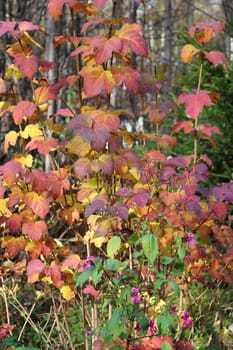 Autumn red leaves on the branches. beautiful background