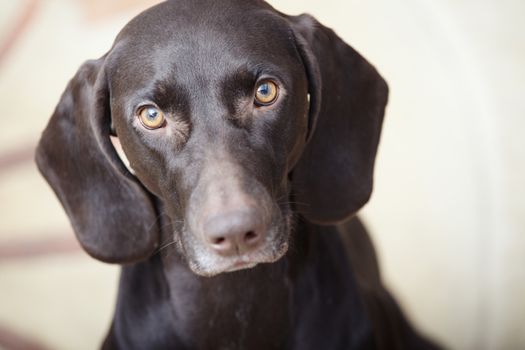 German short haired pointer known as Kurzkhaar sitting indoors