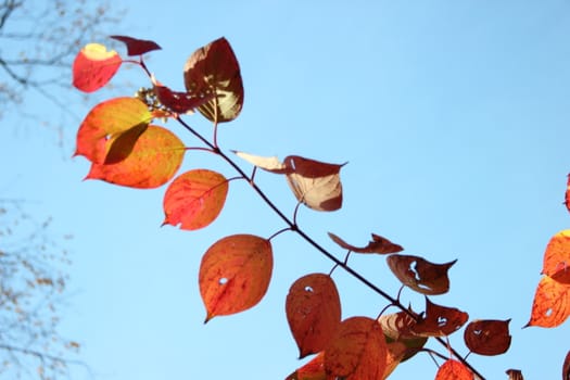 Autumn red leaves on the branches. beautiful background