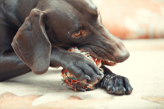 German short haired pointer known as Kurzkhaar playing with dog