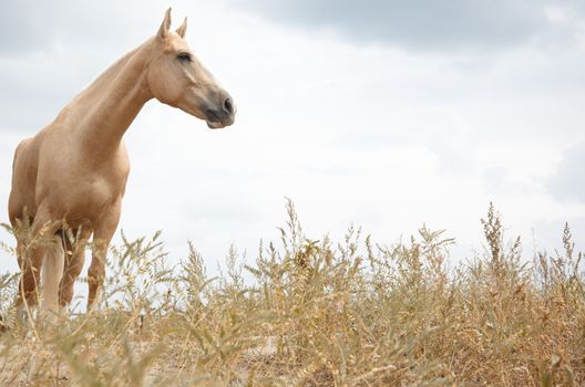 Horse outdoors standing in the field