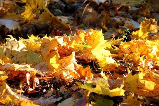 Yellow autumn leaves lying on the ground and illuminated the sun