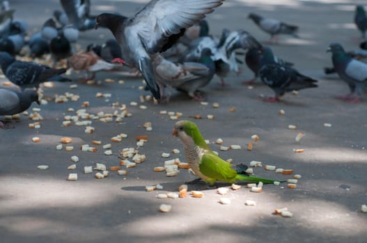 Shot of eating pigeons and green parrot