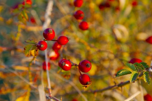 Closeup of rose hips on a bush