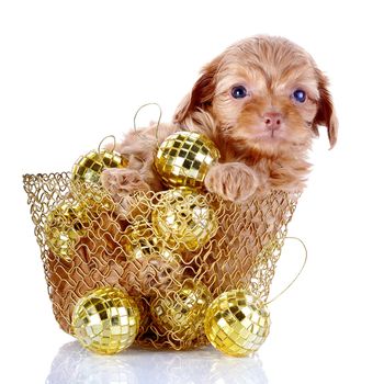 Puppy in a wattled basket with New Year's balls. Puppy of a decorative doggie. Decorative dog. Puppy of the Petersburg orchid on a white background