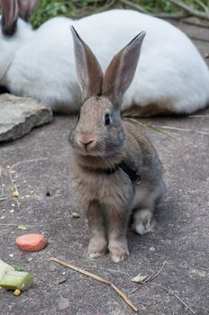 Outdoor shooting of cute rabbit with another on background