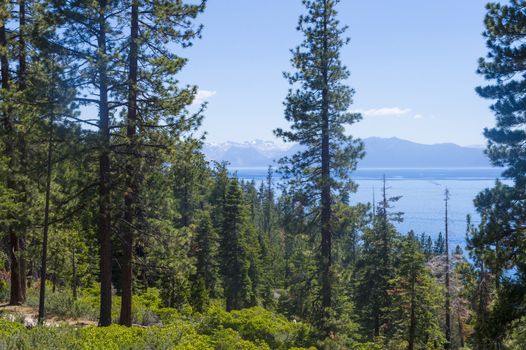 Pine trees in a forest near Lake Tahoe in Northern Nevada