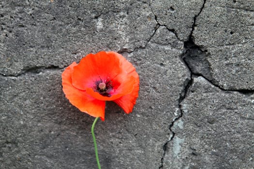 Poppy Flower on the cracked stone wall background