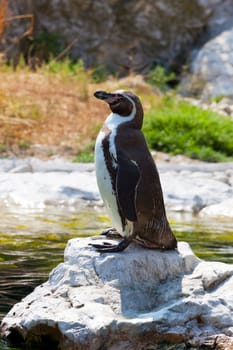 Humboldt's penguin costs on a stone