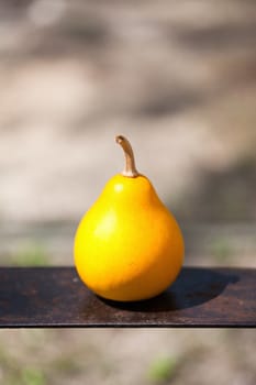 small pumpkin on a metal plate