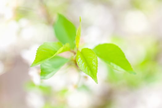 Green leaves background