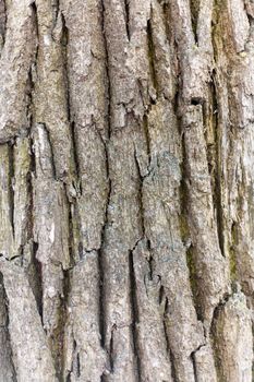 Bark of oak. Seamless Tileable Texture