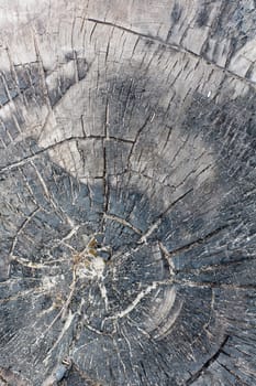 Natural Weathered Grey Tree Stump Cut Texture