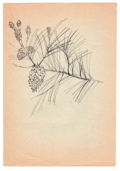 fir-cone pen drawn on old paper