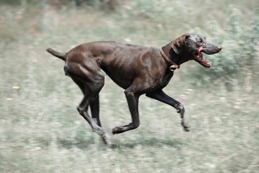Dirty dog running outdoors. Color photo