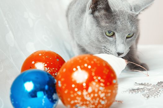 Cat and Christmas balls. Horizontal photo
