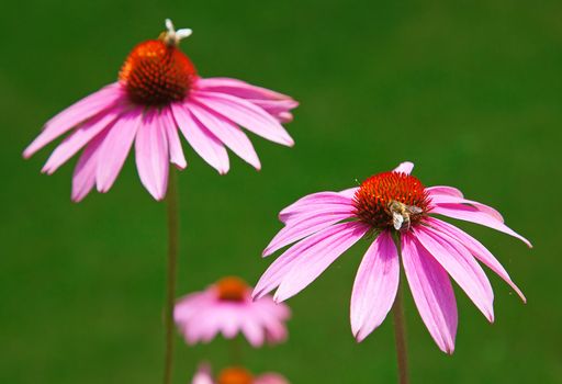 Purple echinacea, source of medicines supporting immune system