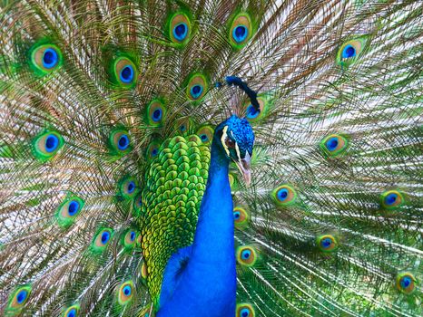 Portrait of beautiful peacock with open tail