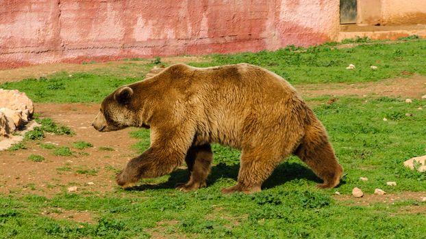 A Brown Bear walking in the zoo