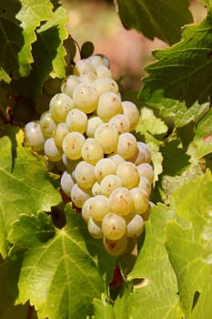 a bunch of white grapes on a vine foot in a vineyard before harvest