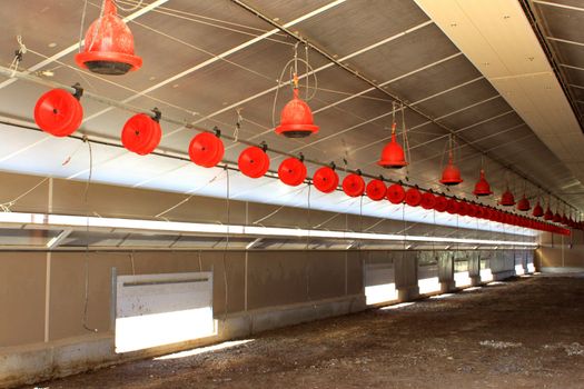 inside a shed with feeders for poultry, hen and chickens