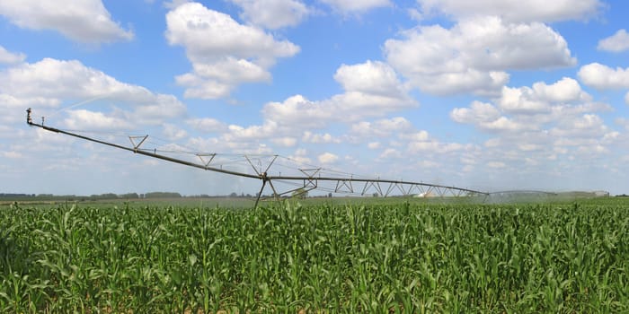 an irrigation system for agriculture in a grain field