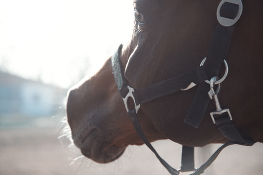 Close-up portrait of the horse with bridle. Horizontal photo