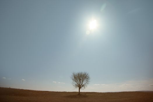 Single tree in summer landscape