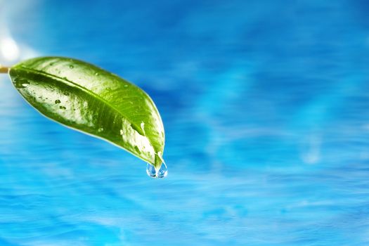 Green wet leaf above the water. Close-up view