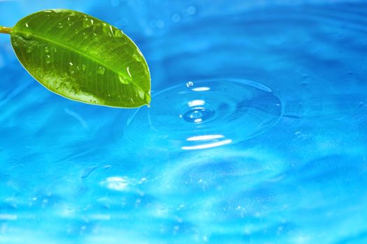 Green wet leaf above the water. Close-up view