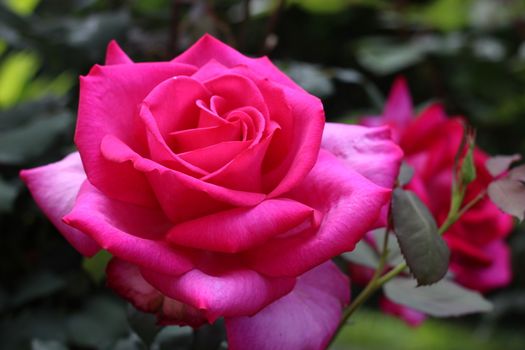 A beautiful pink fower, a rose, isoled.