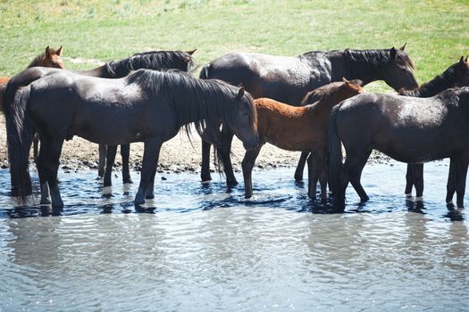 Herd of horses pasturing at the watering place