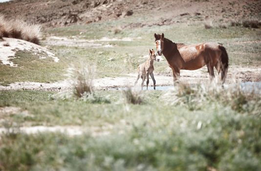 Horse with colt standing in summer grassland