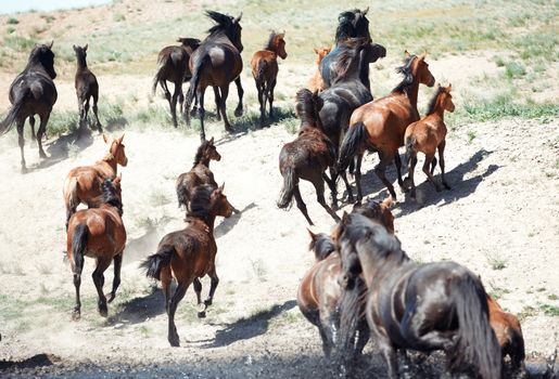 Herd of horses pasturing at the watering place