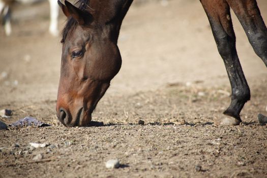 Brown horse in arid place