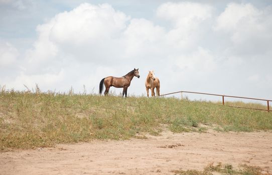 Two horses outdoors. Natural light and colors