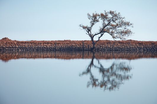 Single tree reflected in the water. Horizontal photo with natural colors