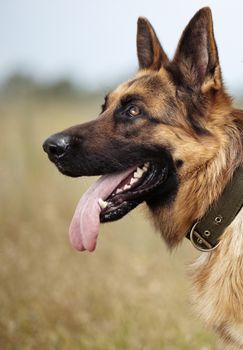 Sheep dog outdoors with collar. Vertical photo