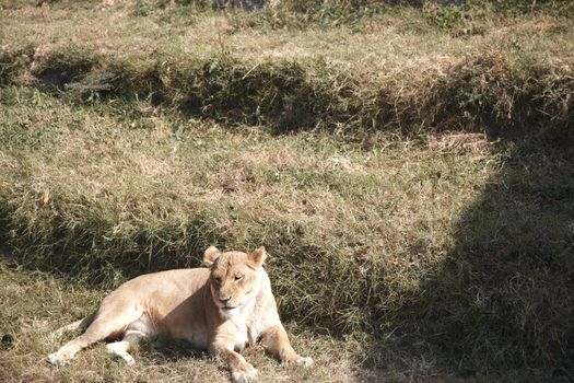 Lion in wildlife. Africa. Horizontal photo