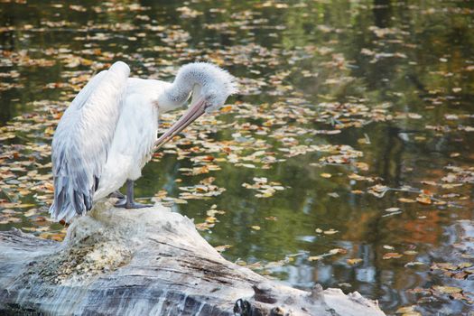 White pelican in wild nature. Horizontal photo