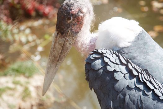 Marabou bird in wild nature. Africa