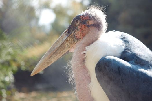 Marabou bird in wild nature. Africa